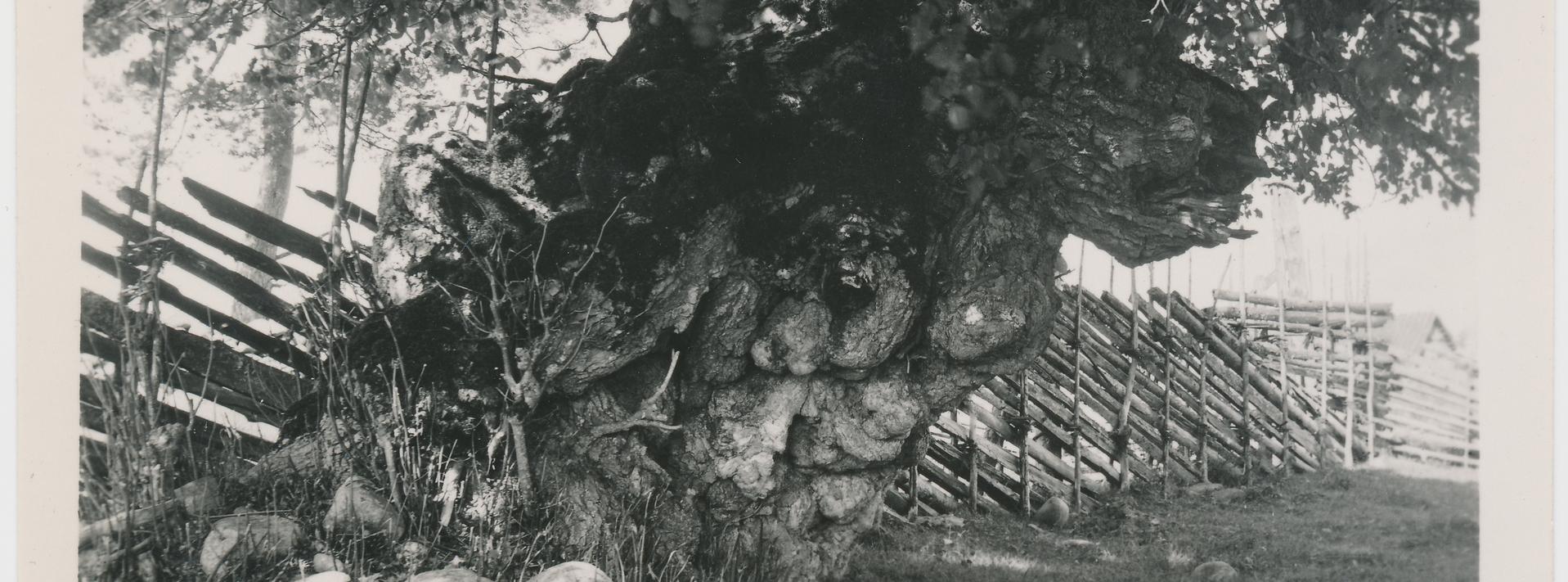 Fotol: Vana pärna, „Ülendi äbajumala“ tüvi. Pärnale ohverdati ja seal raviti paiseid ja teisi haigusi. Tüvi on sellepärast krobeline, et võttis inimeste hädad oma külge. Reigi kihelkond, Enda Ennisti foto 1939. aastast. ERA, Foto 1632